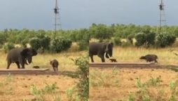 Baby Buffalo's Playful Charge Sparks Mama Elephant's Reaction