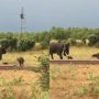 Baby Buffalo’s Playful Charge Sparks Mama Elephant’s Reaction