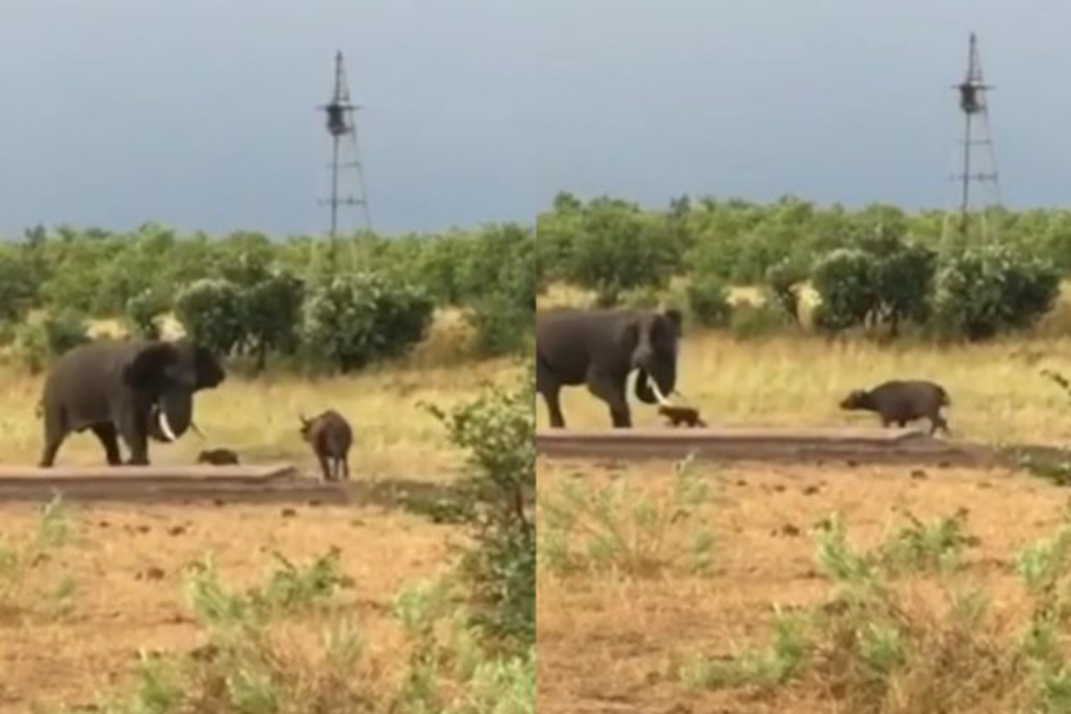 Baby Buffalo's Playful Charge Sparks Mama Elephant's Reaction