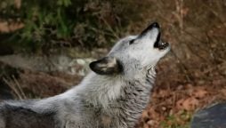 Lone ‘Immigrant’ Wolf Restores Forest Ecosystem