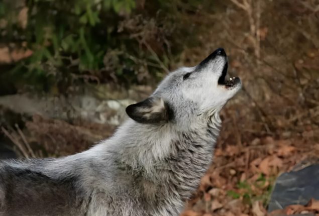 Wolf