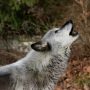 Lone ‘Immigrant’ Wolf Restores Forest Ecosystem