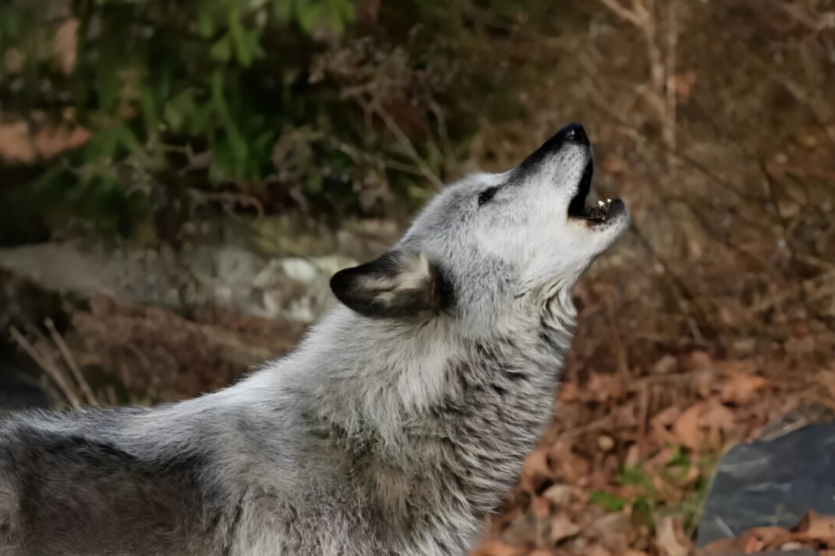 Wolf