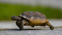 Turtle’s Gym Visit Goes Viral
