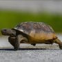 Turtle’s Gym Visit Goes Viral
