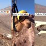 CGI Camel Takes Flight on World’s Longest Zipline in UAE