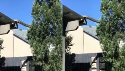 Viral Video: Giant Python on Roof Caught on Camera
