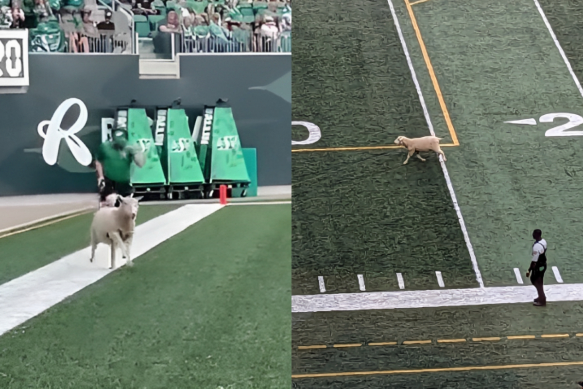 Sheep Interrupts CFL