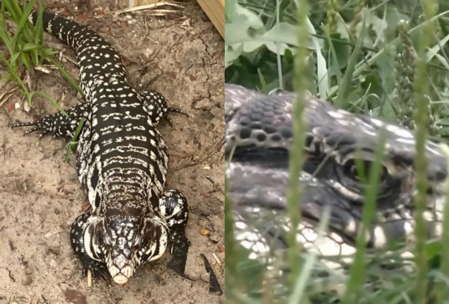 Lost 4-Foot Lizard ‘Porkchop’ Found in Minnesota After Days