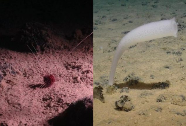 Deep Ocean Mining Sites Rich in Unknown Life