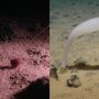 Deep Ocean Mining Sites Rich in Unknown Life
