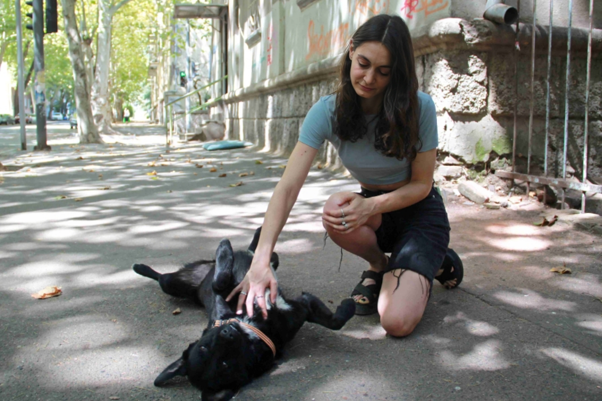 Stray Animals