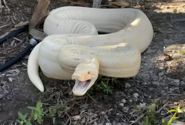Big Snake Tries To Enter in Oklahoma Home