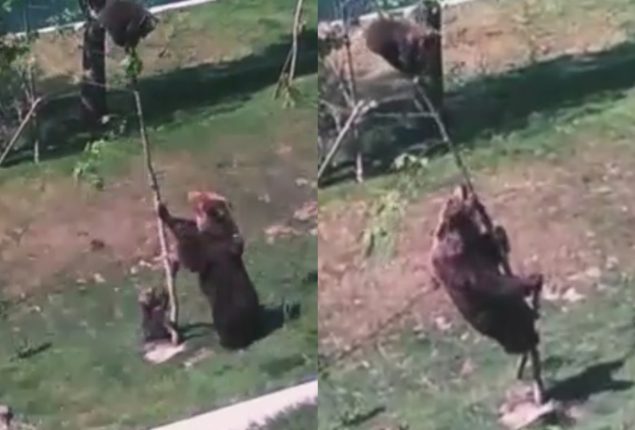 Bear