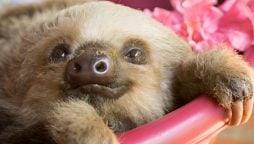 Two-Toed Sloth