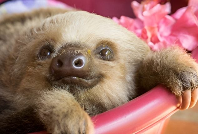 Two-Toed Sloth