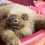 Newborn Two-Toed Sloth Arrives at Rhode Island Zoo