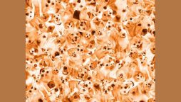 Find the hidden: Spot the Corgi in This Optical Illusion