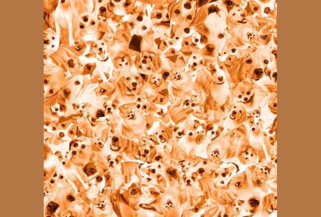 Find the hidden: Spot the Corgi in This Optical Illusion