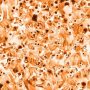Find the hidden: Spot the Corgi in This Optical Illusion