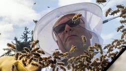 5 Million Bees