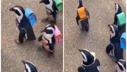 Penguins with Backpacks: Video Melts Hearts and Goes Viral