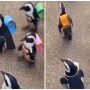 Penguins with Backpacks: Video Melts Hearts and Goes Viral