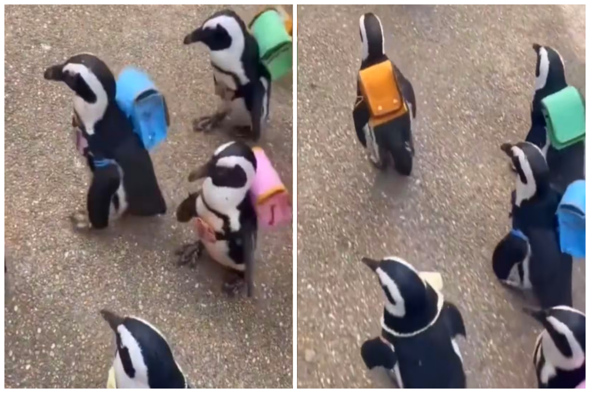 Viral Video