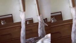 Cat’s Hilarious Reaction to Discovering Its Ears