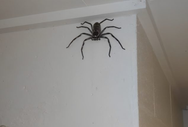 Spider