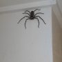 Massive Spider Photo Sparks Mixed Reactions