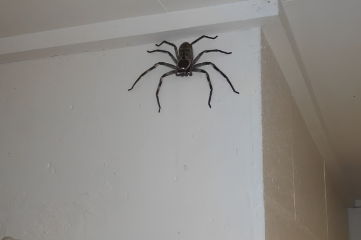 Spider
