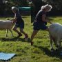Australian Woman’s Horse and Sheep Set World Records for Tricks
