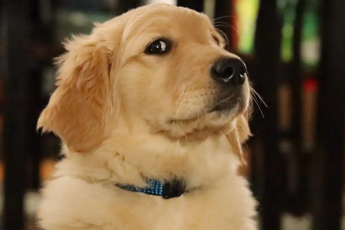 US Couple's Italian Dream Wedding Imperiled by Mischievous Pooch