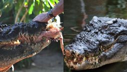 Cassius: World’s Largest Crocodile with Enchanting Eyes