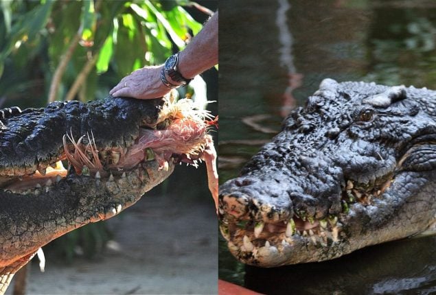 Cassius: World’s Largest Crocodile with Enchanting Eyes