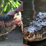Cassius: World’s Largest Crocodile with Enchanting Eyes