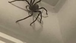 British Man Saves Giant Spider with Online Group’s Aid