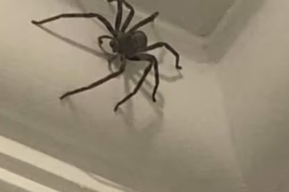 Man Saves Giant Spider