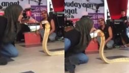 King Cobra