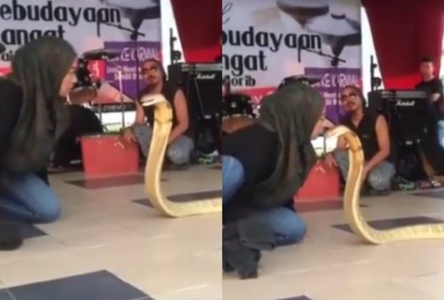 King Cobra
