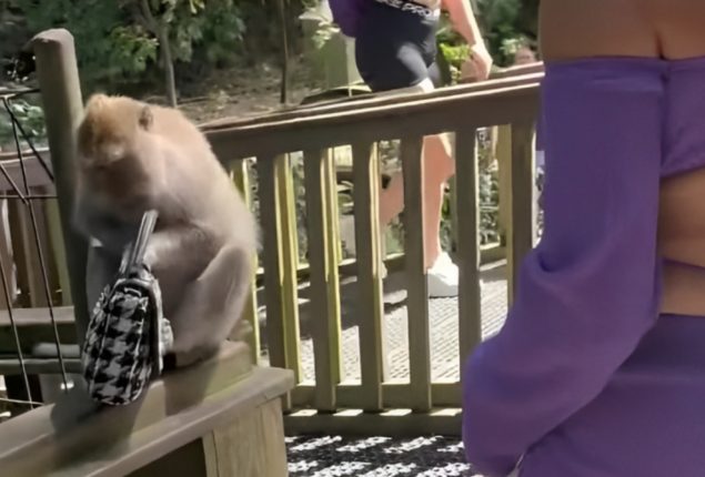 Monkey Snatches Visitor’s Purse in Indonesia