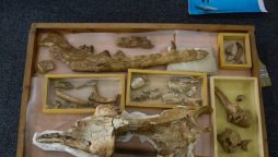 Ancient 41-Million-Year-Old Whale Found in Egyptian Desert Dig