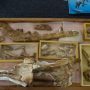 Ancient 41-Million-Year-Old Whale Found in Egyptian Desert Dig