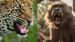 Leopard vs Baboons