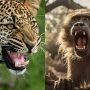 Leopard Attacked by 50 Baboons on Road