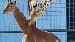 Spotless Giraffe Born in US Zoo, One of a Kind in the World