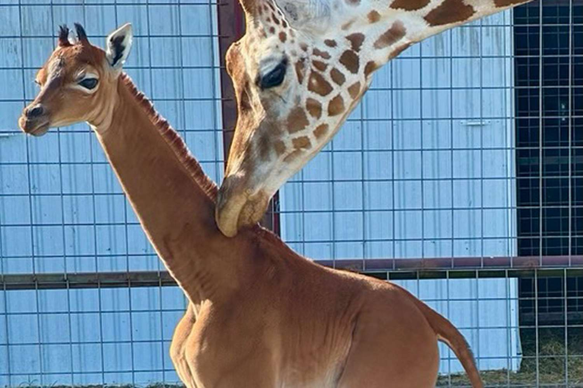 Spotless Giraffe Born in US Zoo, One of a Kind in the World