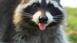 Raccoon