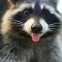 Raccoon Crashes into Utah Soccer Game Press Box